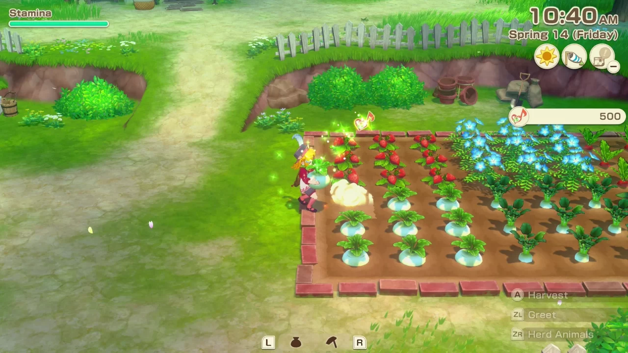 Harvesting giant daikons in a field with radishes and strawberries